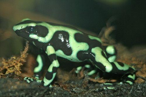 Green Dart Frog